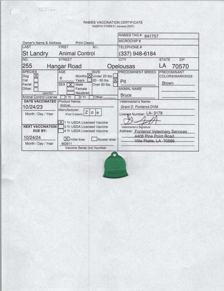 Enlarge Bluto  (Formerly Bruce), a Adoptable mixed breed in Opelousas, LA image 2/3