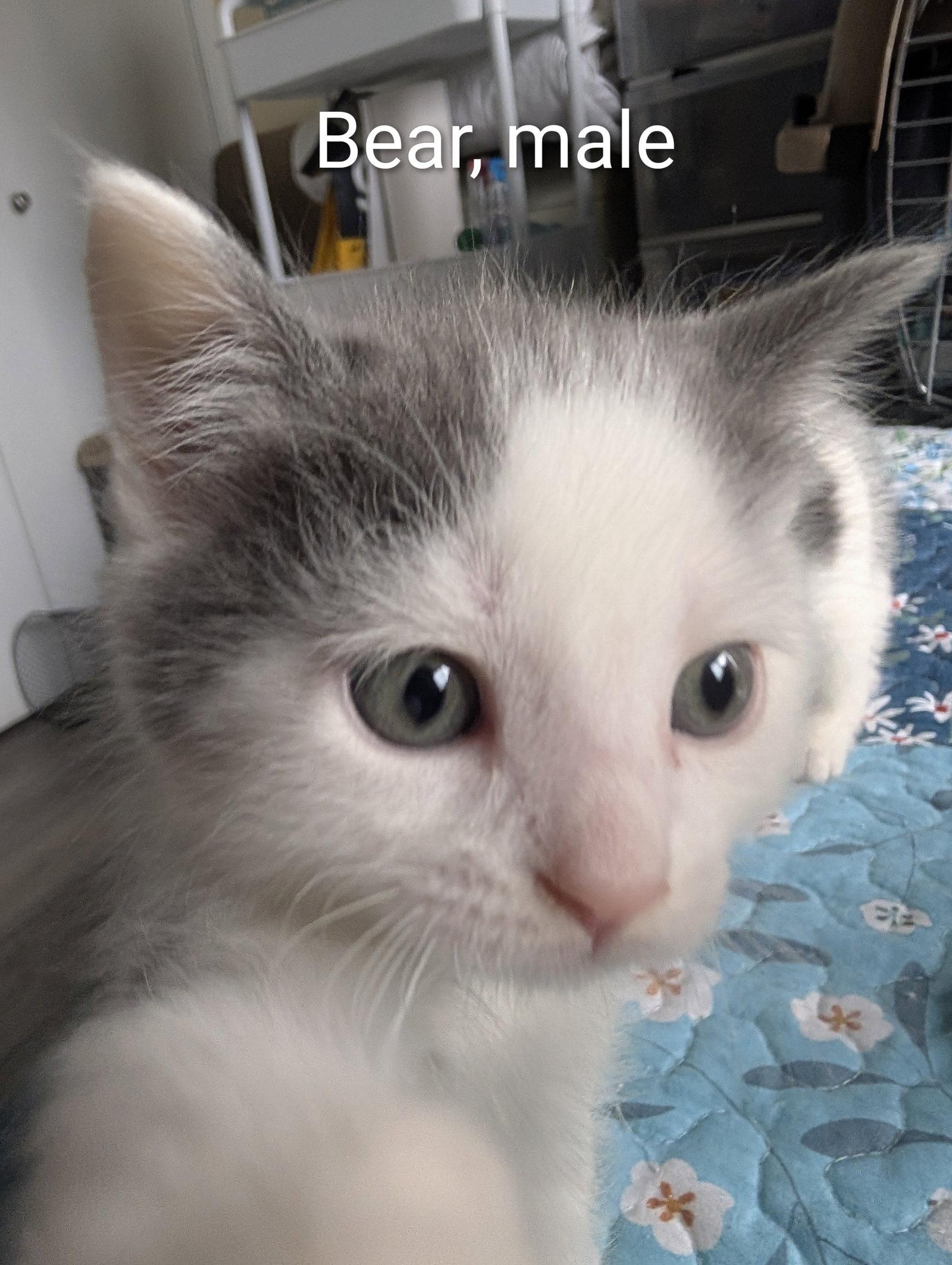 Enlarge Bear, a Adopted Domestic Short Hair in Orleans, ON image 1/1