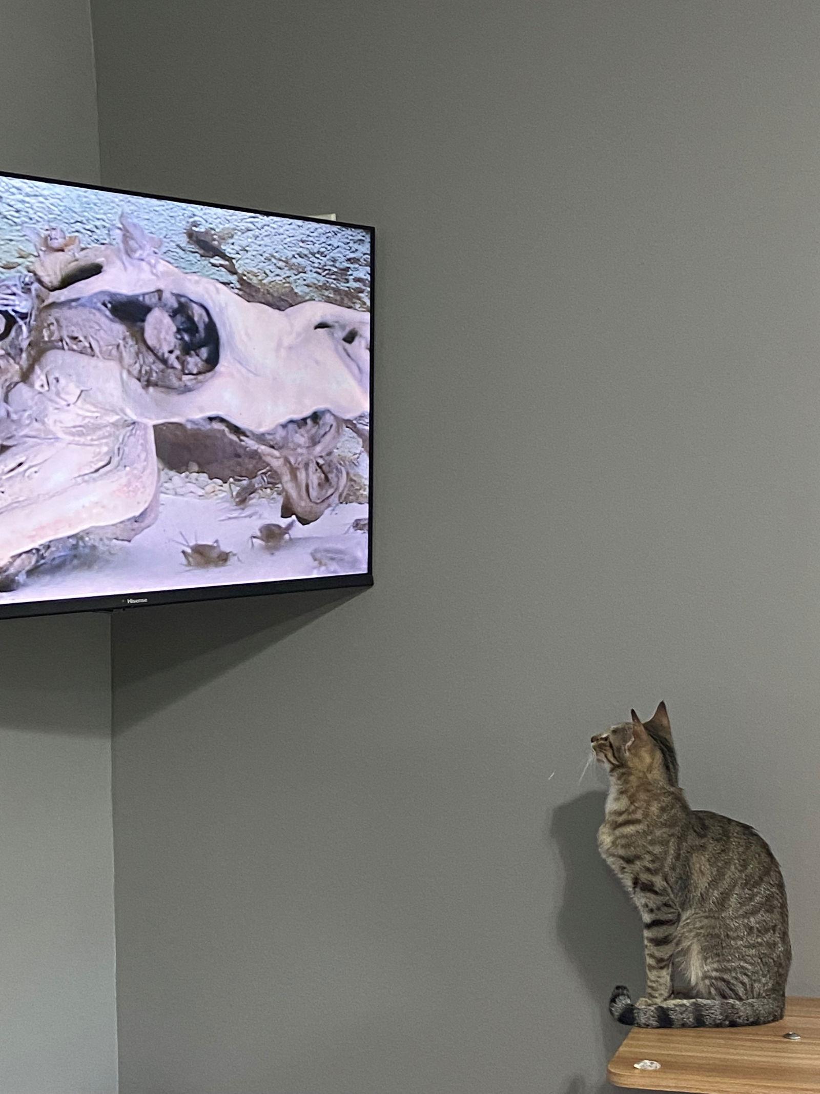 ALICE, Adoptable, Young Female American Shorthair.