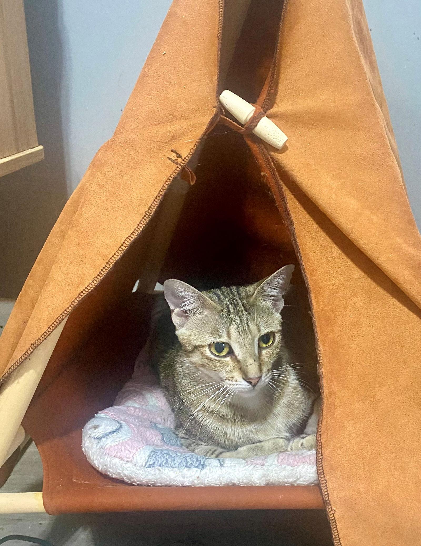 Enlarge ALICE, a Adoptable American Shorthair in Oakland Park, FL image 3/3