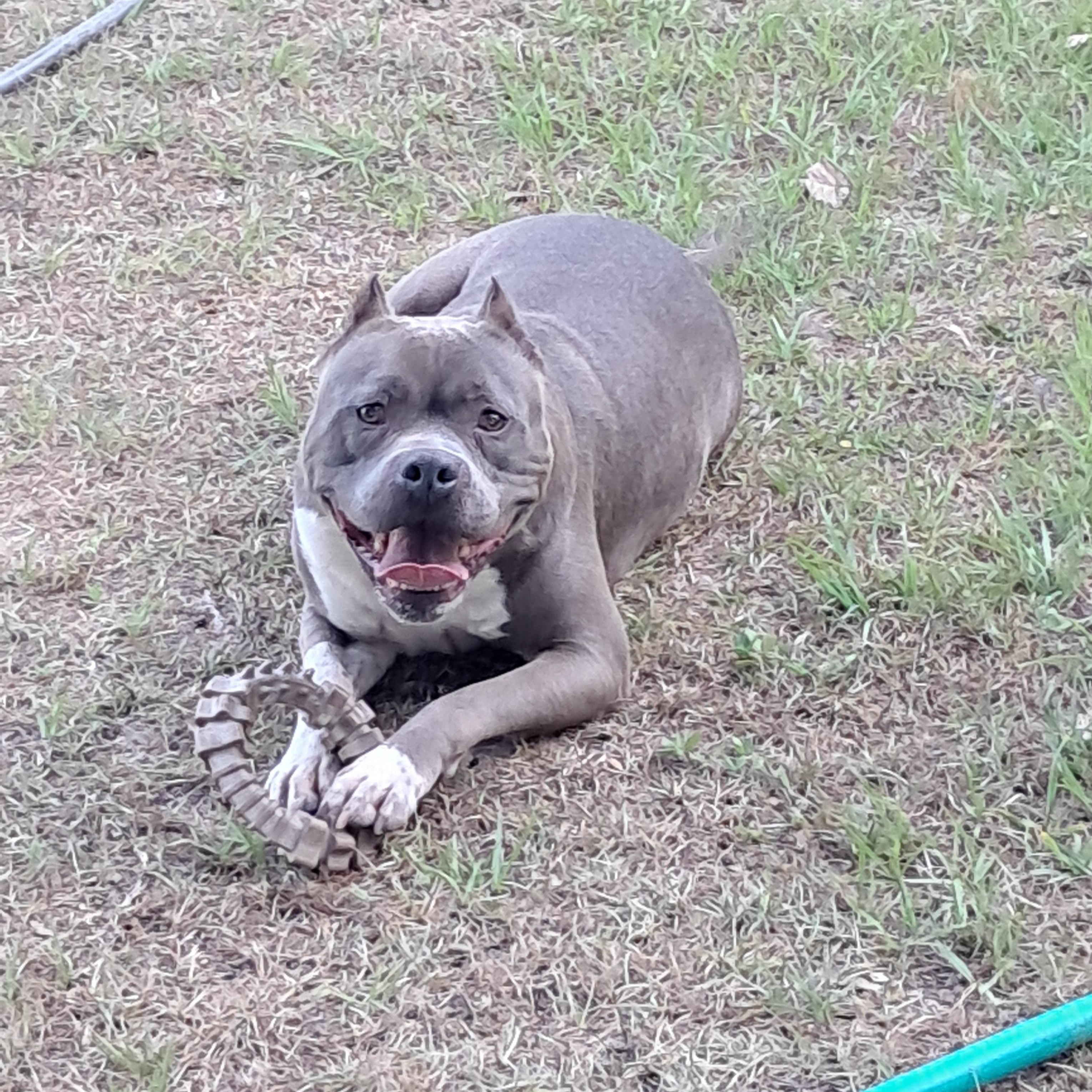 Enlarge Sarge, a ADOPTABLE American Staffordshire Terrier in BREWTON, AL image 3/3