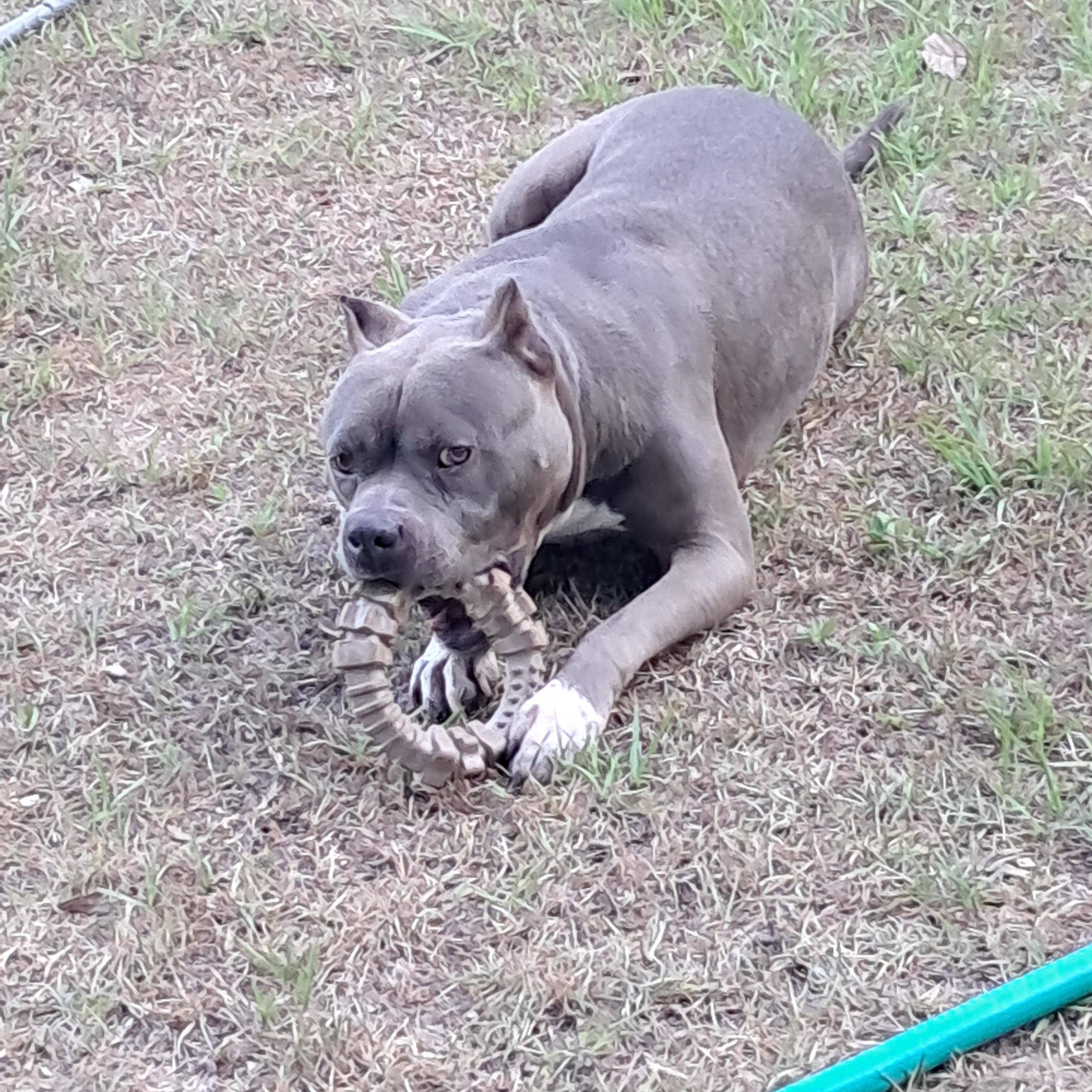 Sarge, ADOPTABLE, Adult Male American Staffordshire Terrier.