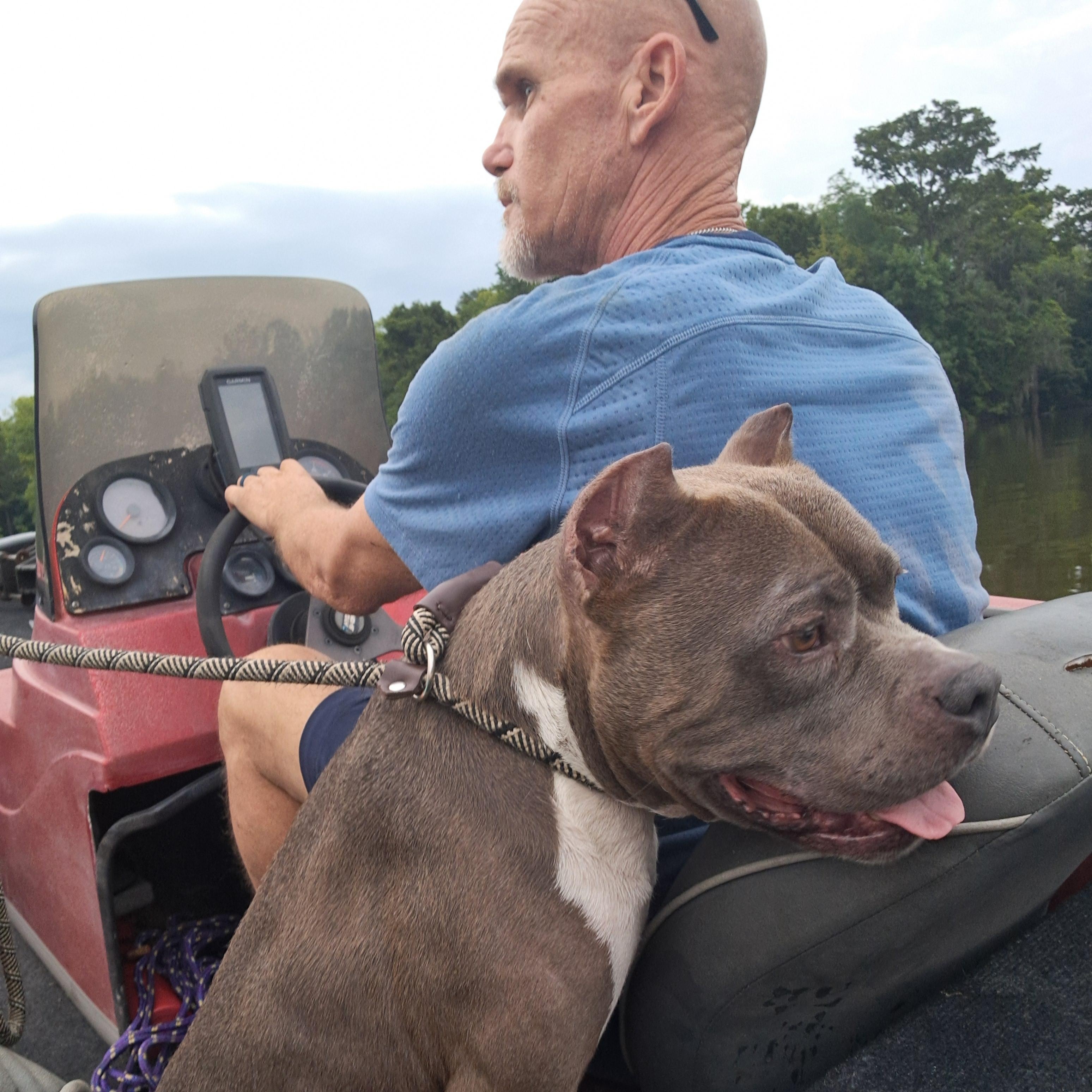 Enlarge Sarge, a ADOPTABLE American Staffordshire Terrier in BREWTON, AL image 2/3