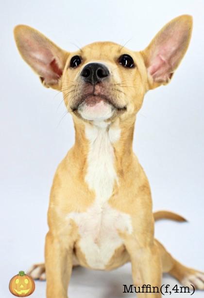 Muffin, Adoptable, Puppy Female French Bulldog & Australian Shepherd.