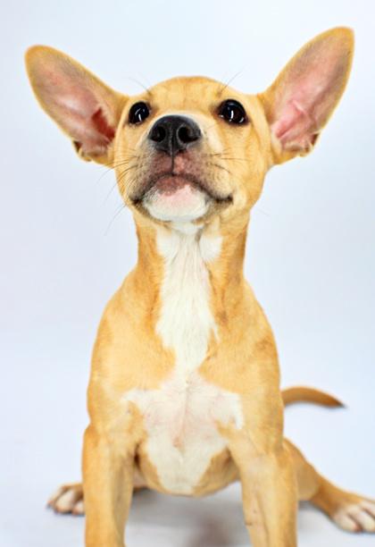 Enlarge Muffin, a Adoptable mixed breed in Morton Grove, IL image 2/2