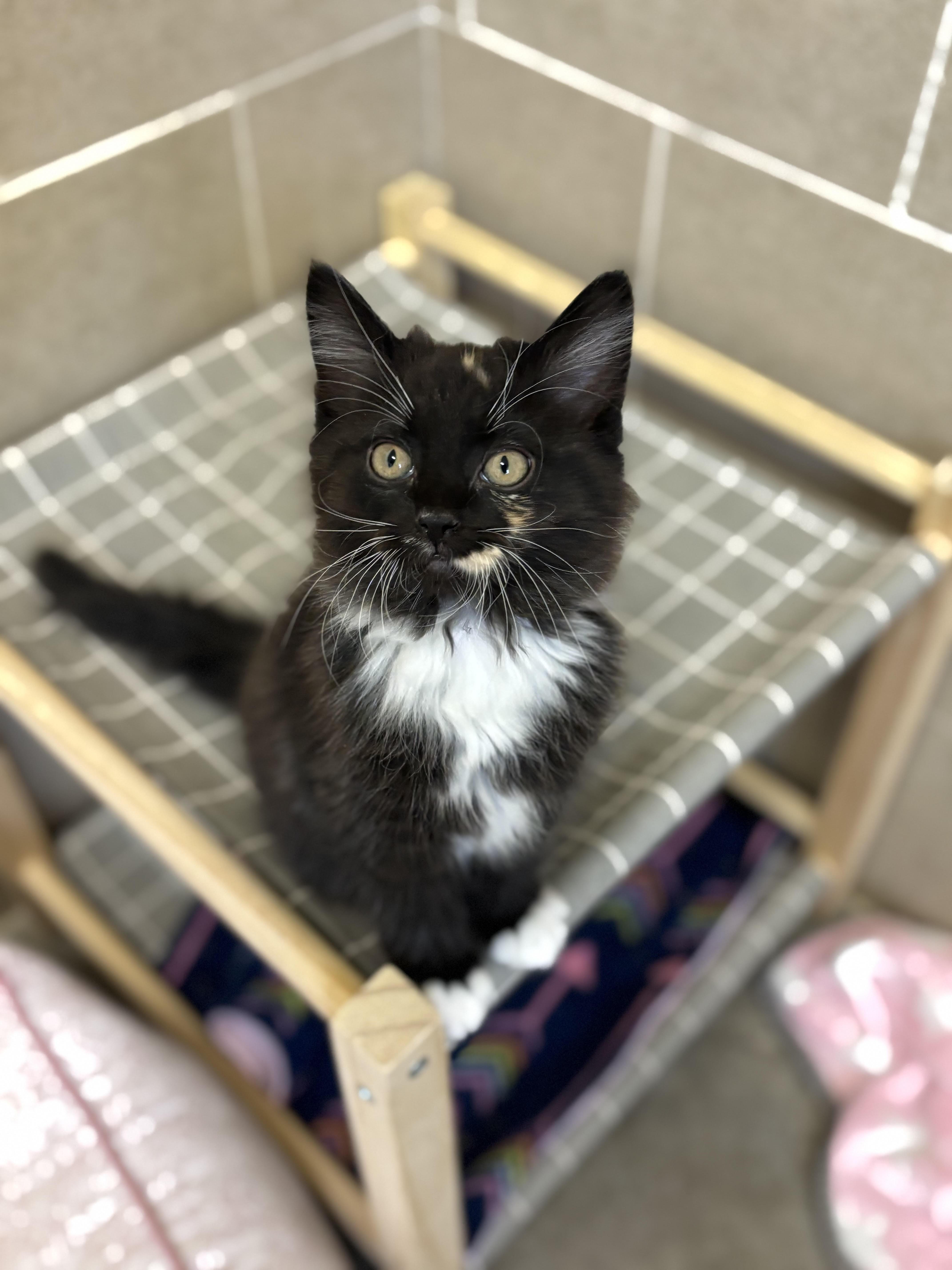 Enlarge Seraphina, an adopted Domestic Long Hair in Rock Springs, WY image 1/1