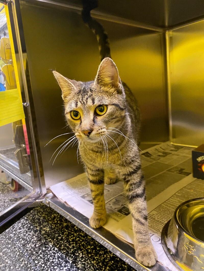 Enlarge Tamara, a Adoptable Domestic Short Hair in Jackson, TN image 1/1