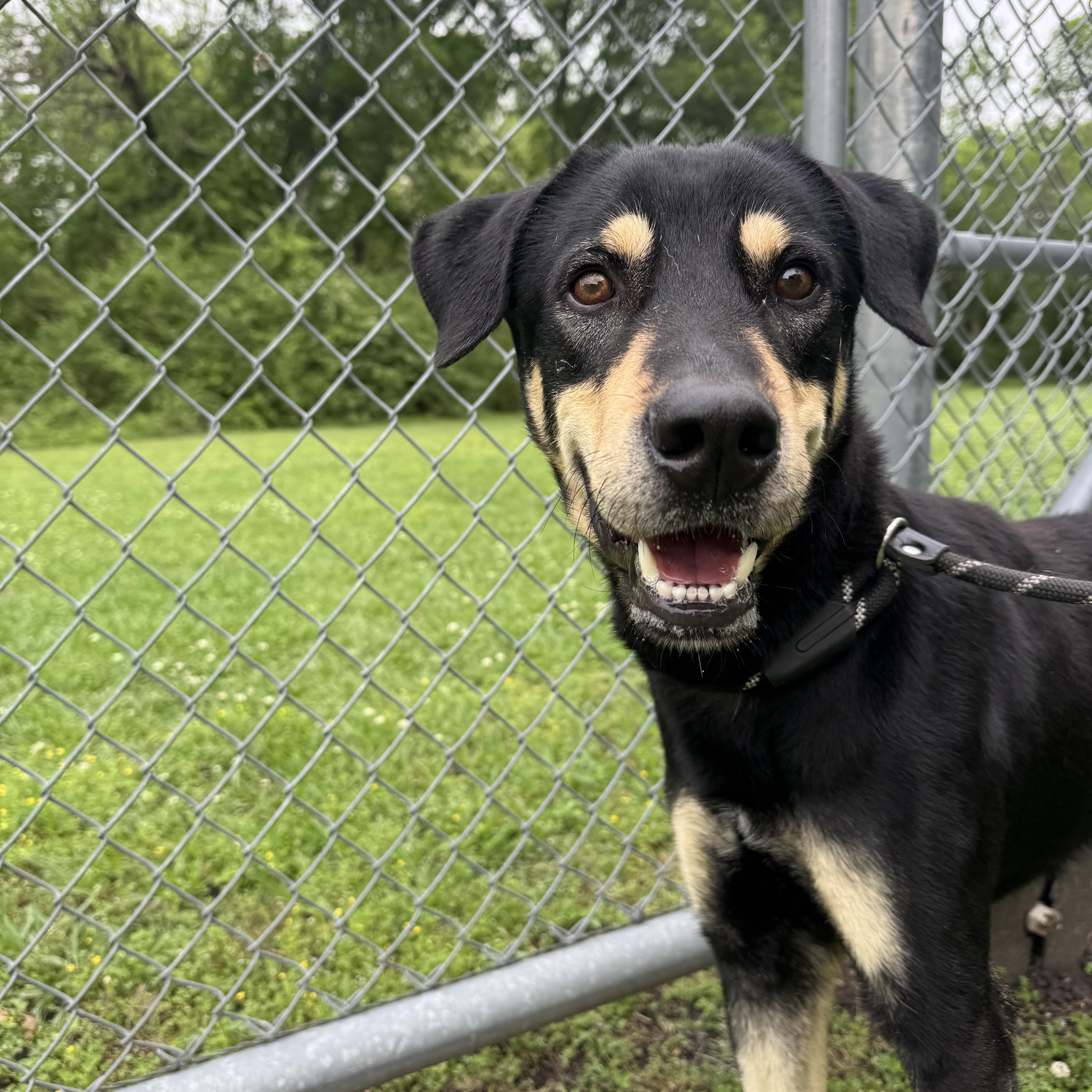 Enlarge Shippo , a ADOPTABLE mixed breed in Sherman, TX image 3/3