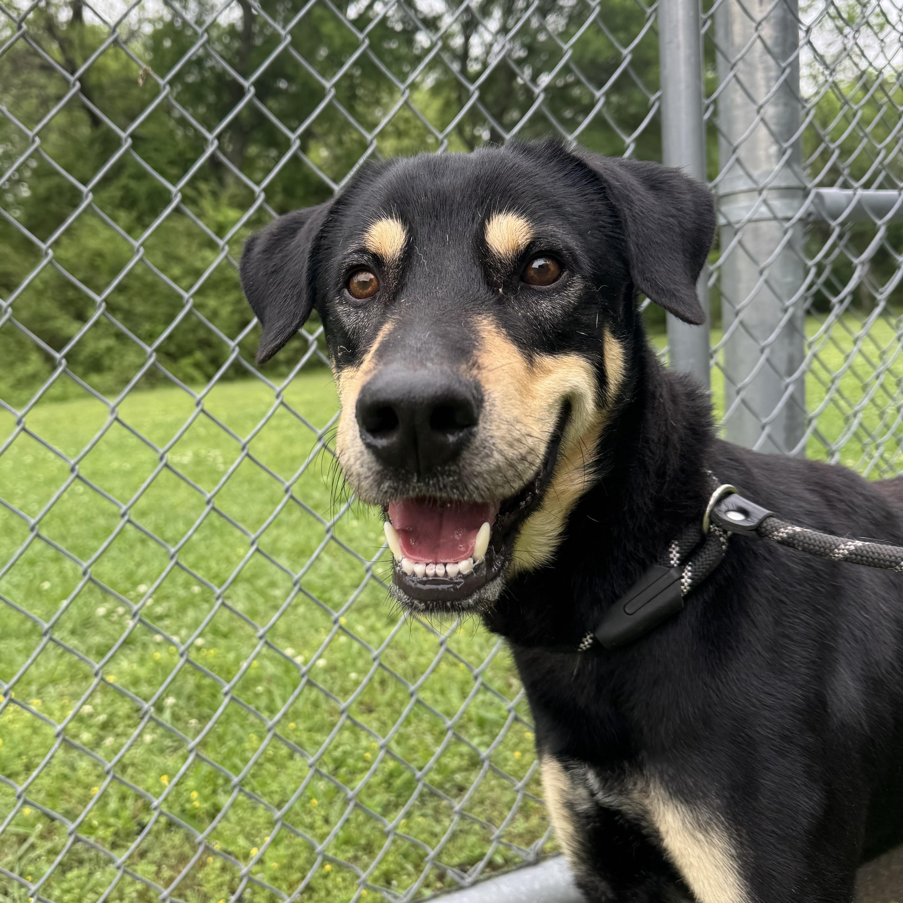 Enlarge Shippo , a ADOPTABLE mixed breed in Sherman, TX image 2/3