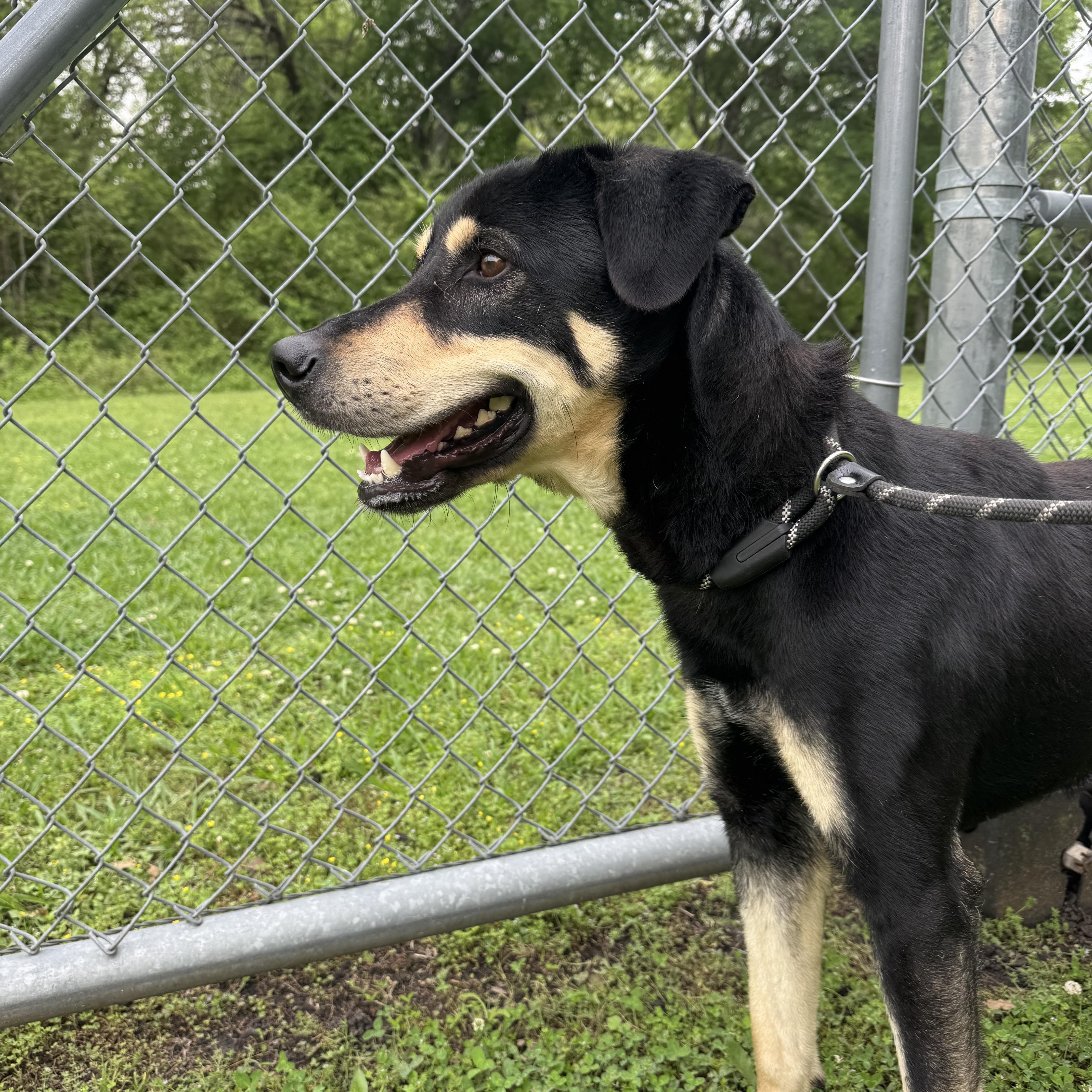 Enlarge Shippo , a ADOPTABLE mixed breed in Sherman, TX image 1/3