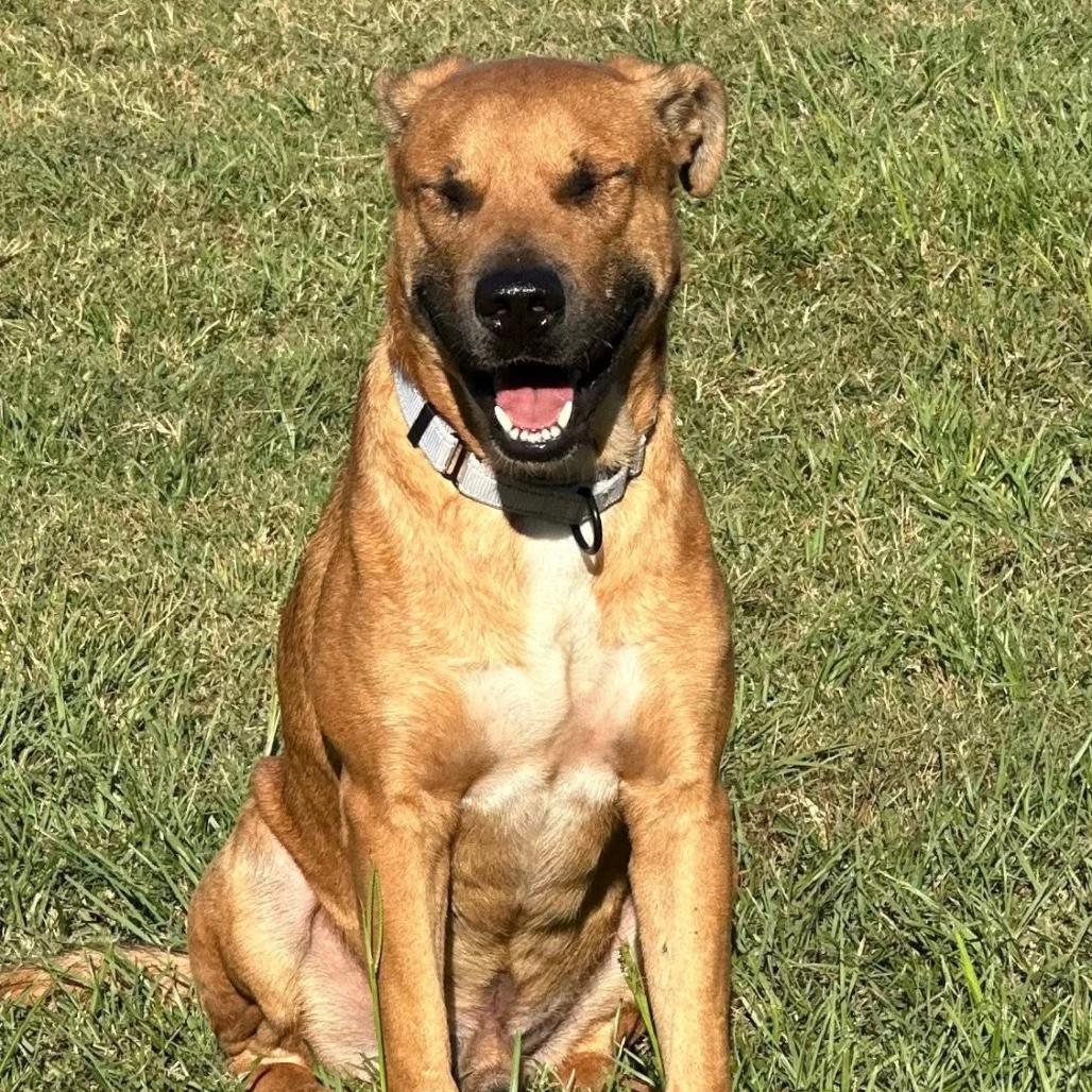 Enlarge Jaxon, a Adoptable mixed breed in Marshall, TX image 1/6