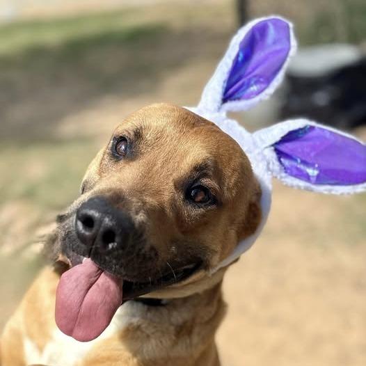 Jaxon, Adoptable, Adult Male Black Mouth Cur & Mixed Breed.