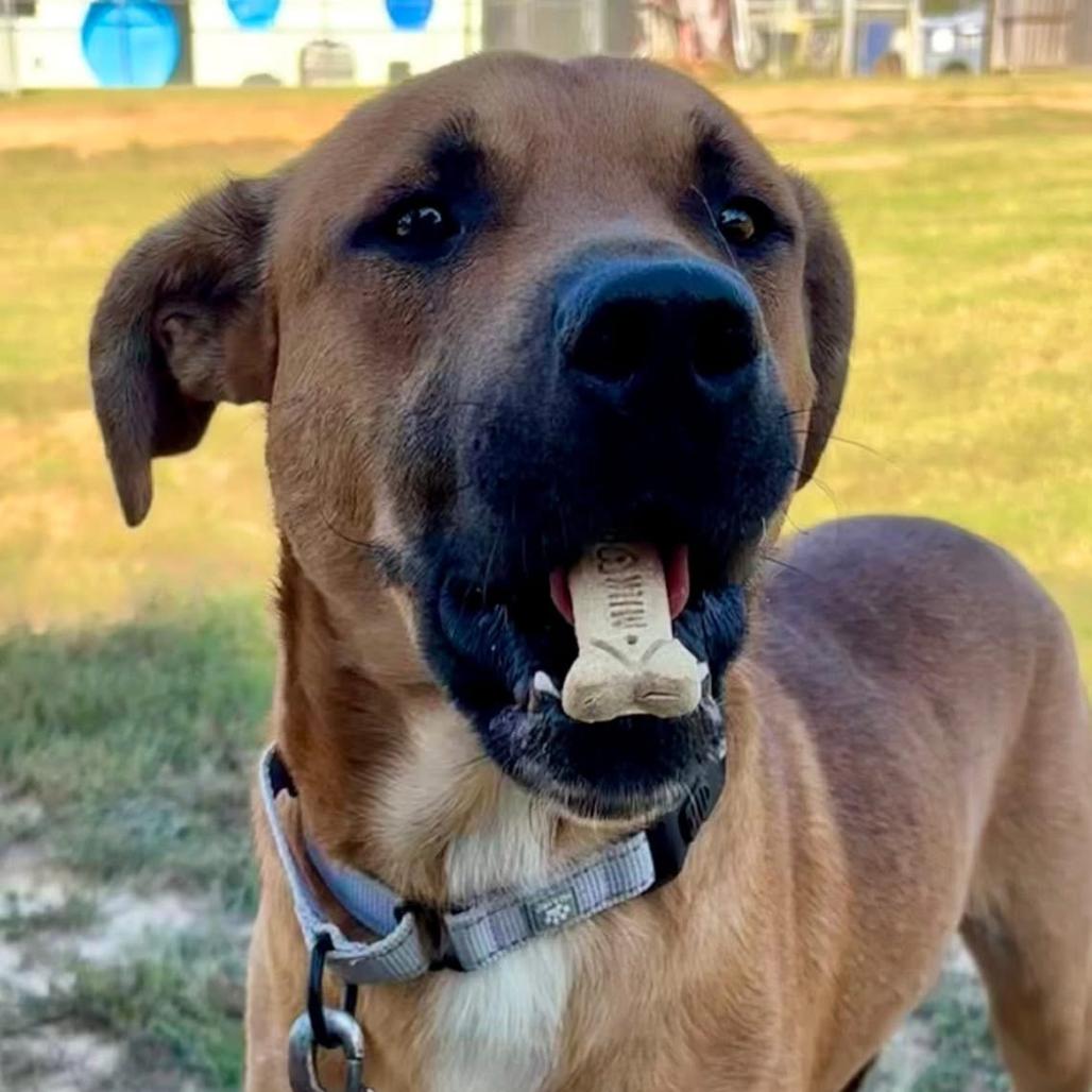 Enlarge Jaxon, a Adoptable mixed breed in Marshall, TX image 2/6