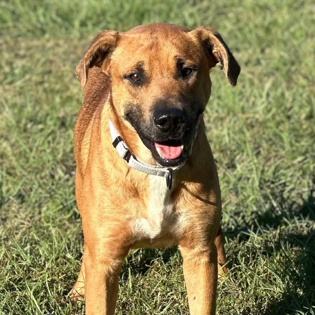 Enlarge Jaxon, a Adoptable mixed breed in Marshall, TX image 3/6