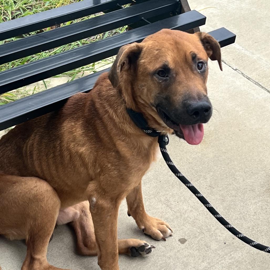 Enlarge Jaxon, a Adoptable mixed breed in Marshall, TX image 4/6