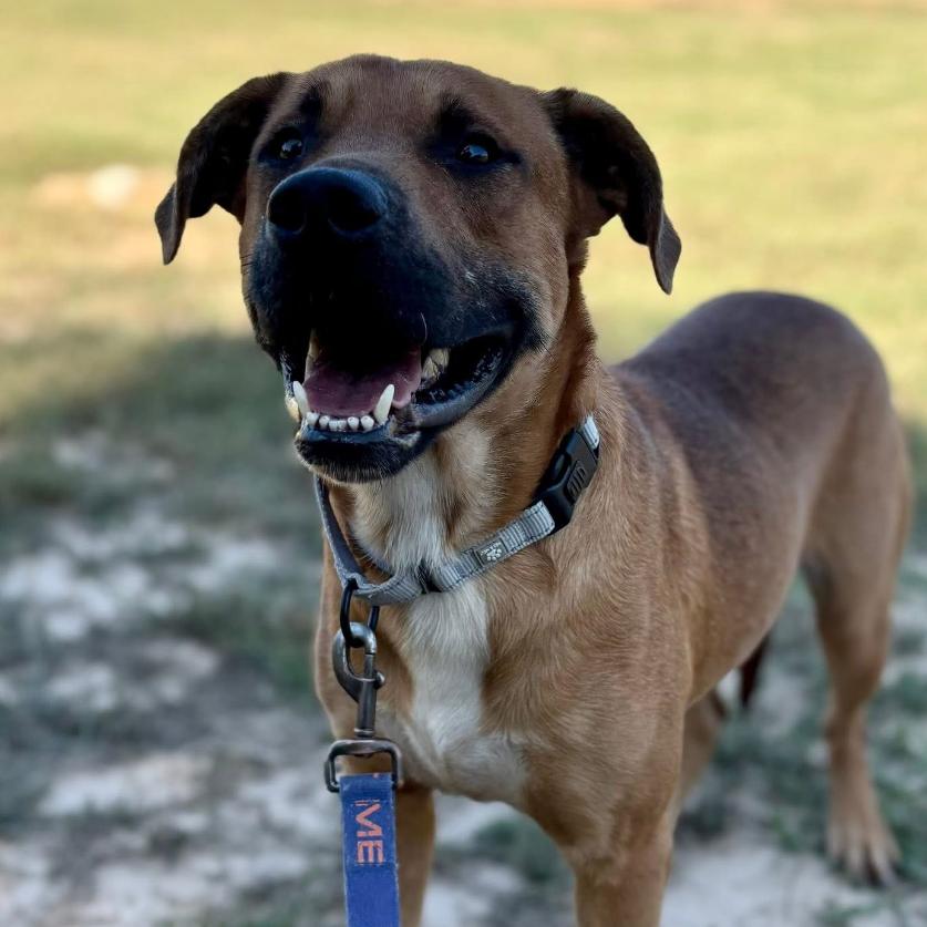 Enlarge Jaxon, a Adoptable mixed breed in Marshall, TX image 5/6