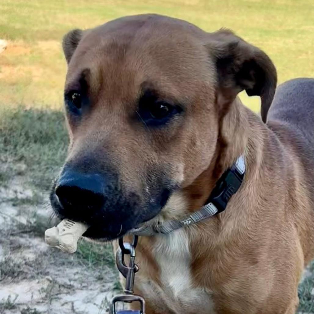 Enlarge Jaxon, a Adoptable mixed breed in Marshall, TX image 5/6