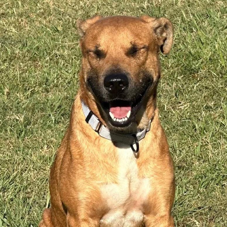 Enlarge Jaxon, a Adoptable mixed breed in Marshall, TX image 6/6