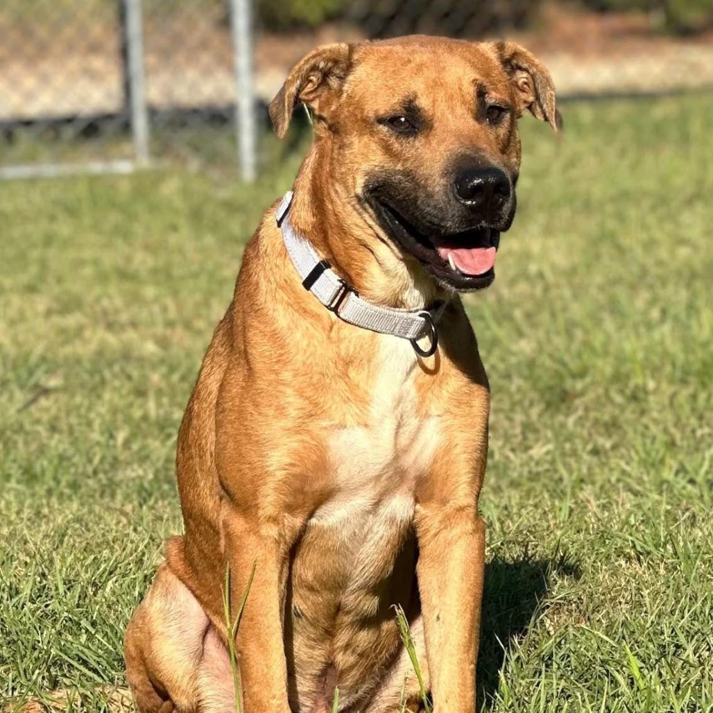 Enlarge Jaxon, a Adoptable mixed breed in Marshall, TX image 6/6