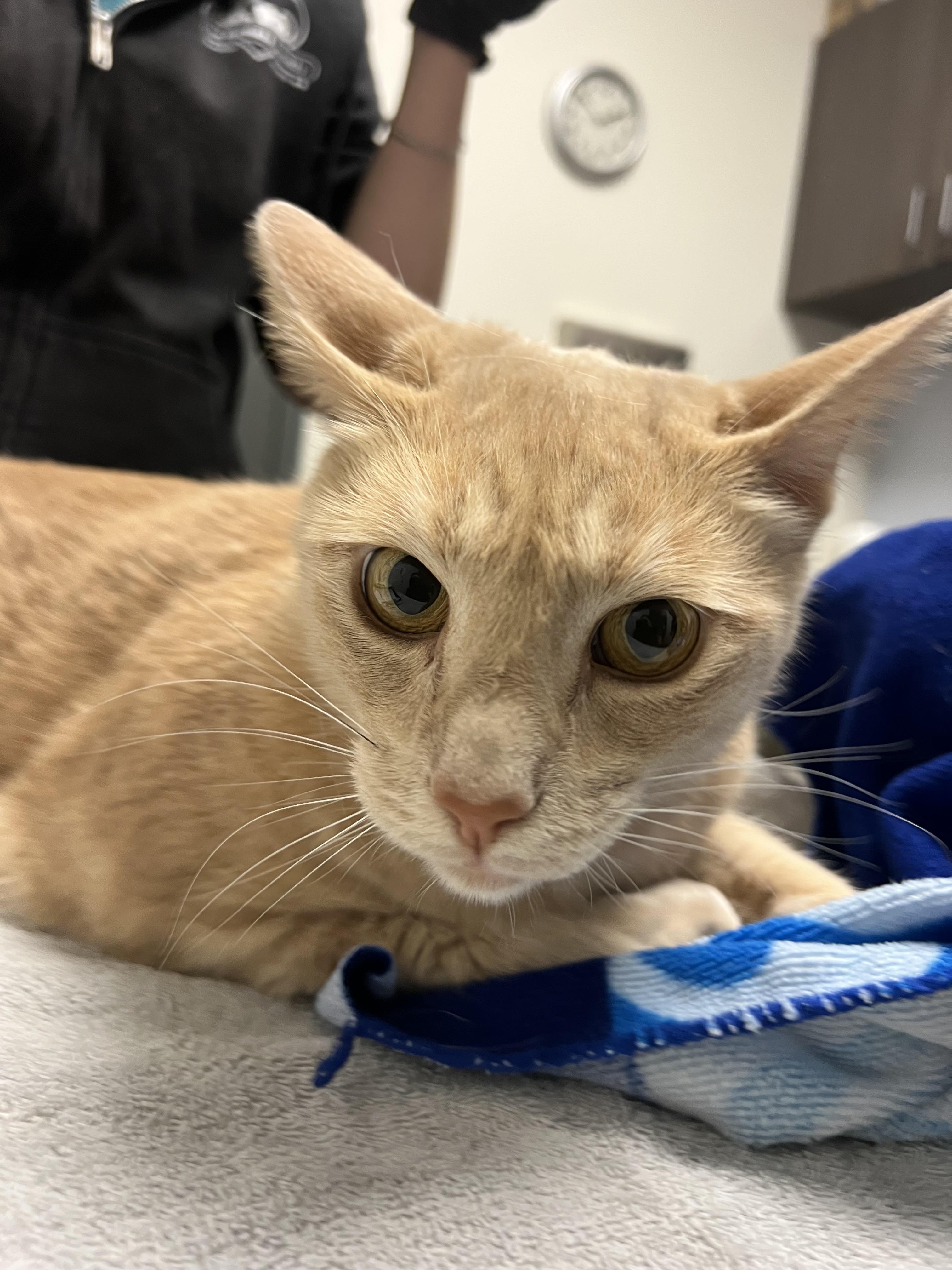 Chips - Adoption Fee Sponsored by the ASPCA The Rescue Effect, a Adoptable mixed breed in Chico, CA image 1/4