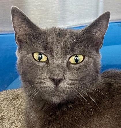 Estell, ADOPTABLE, Adult Female Domestic Short Hair.