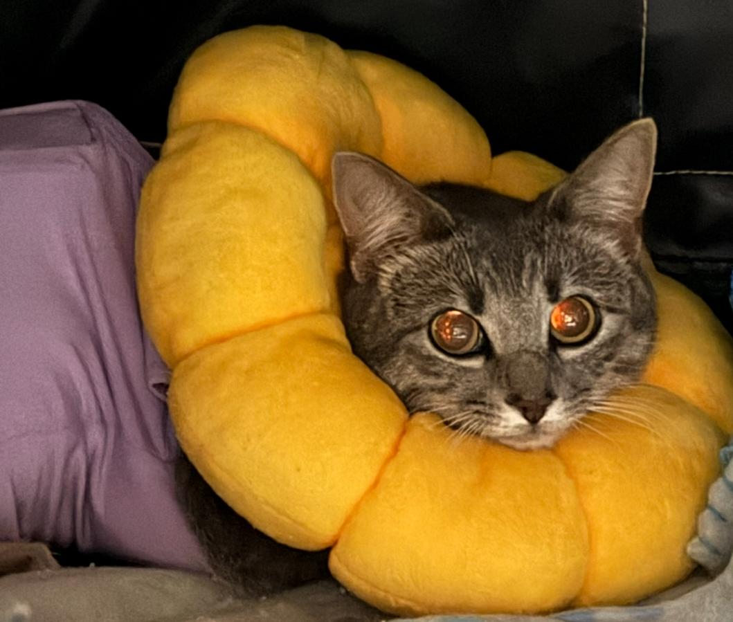 Enlarge Velma, a Adoptable Domestic Short Hair in Kissimmee, FL image 4/5