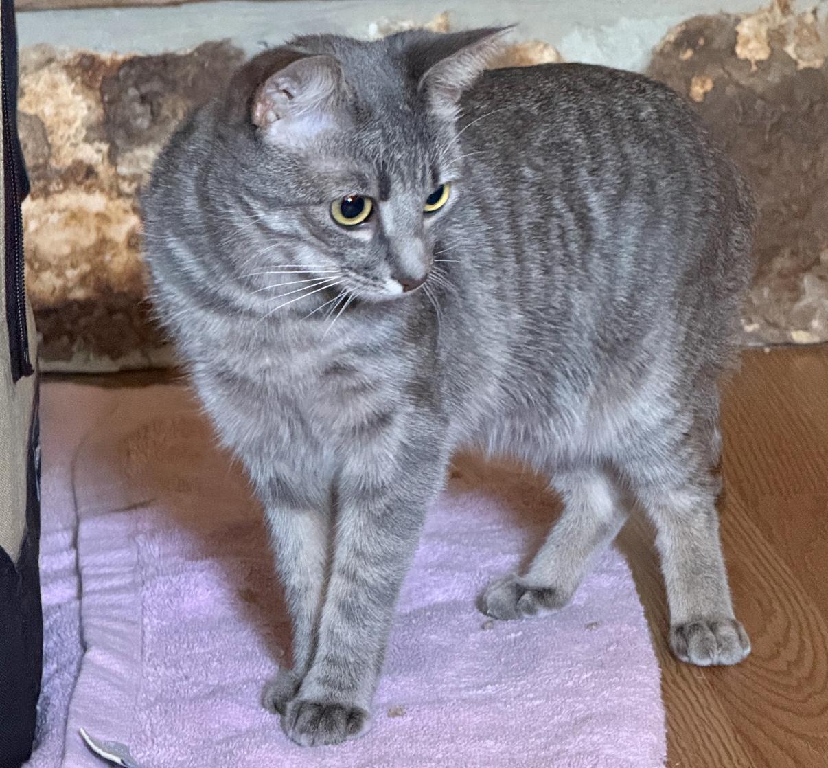 Enlarge Velma, a Adoptable Domestic Short Hair in Kissimmee, FL image 3/5