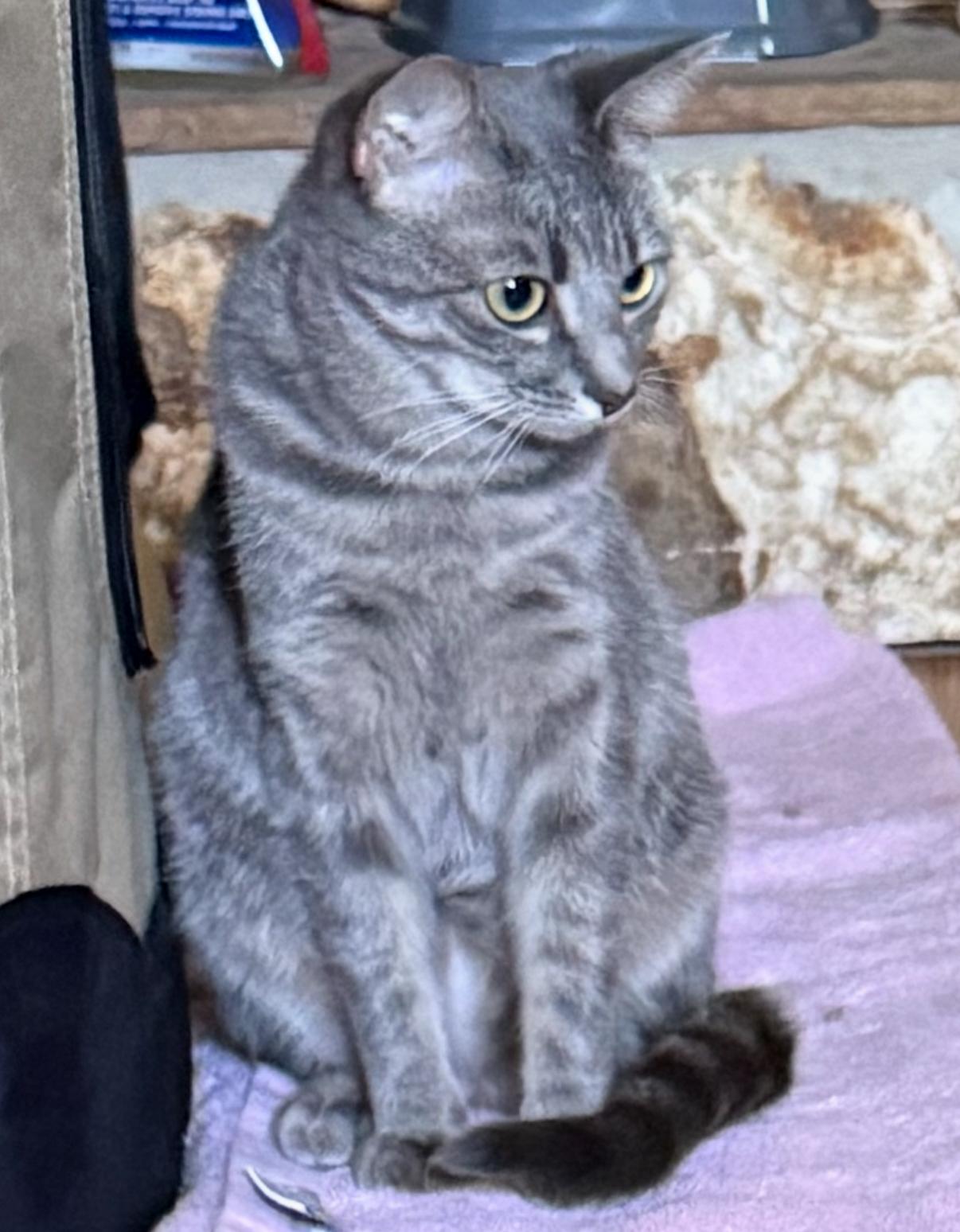 Velma, Adoptable, Young Female Domestic Short Hair.