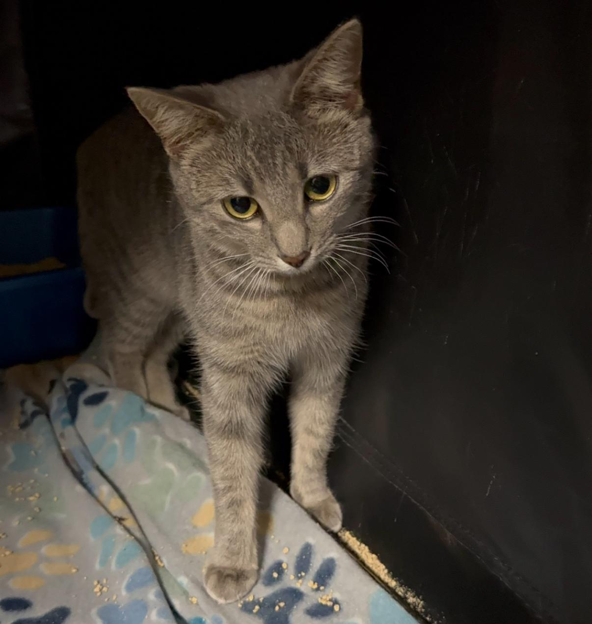 Enlarge Velma, a Adoptable Domestic Short Hair in Kissimmee, FL image 5/5