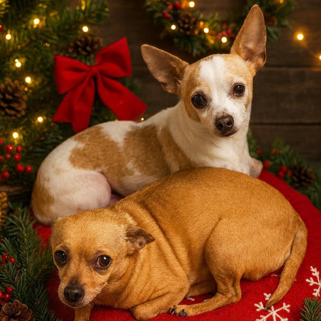 Turk-E (Bonded with Hammy), Adoptable, Adult Male Chihuahua.