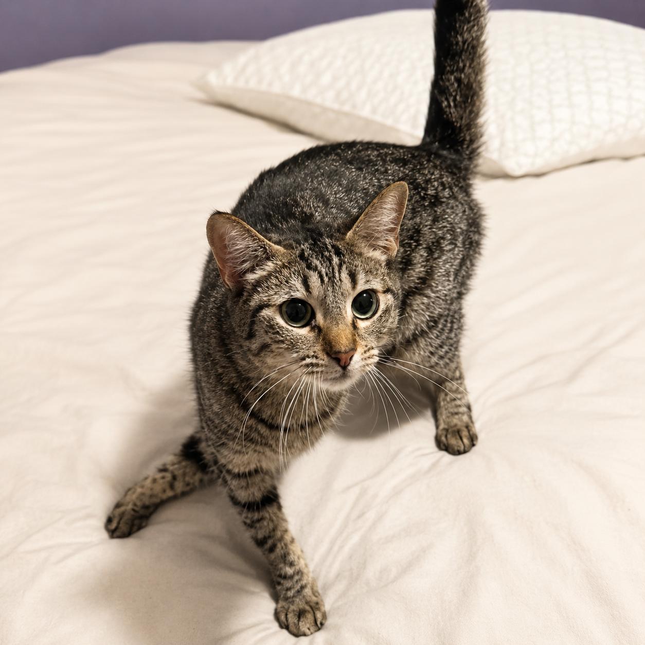Enlarge Brisa, a Adoptable Domestic Short Hair in Oceanside, CA image 1/1