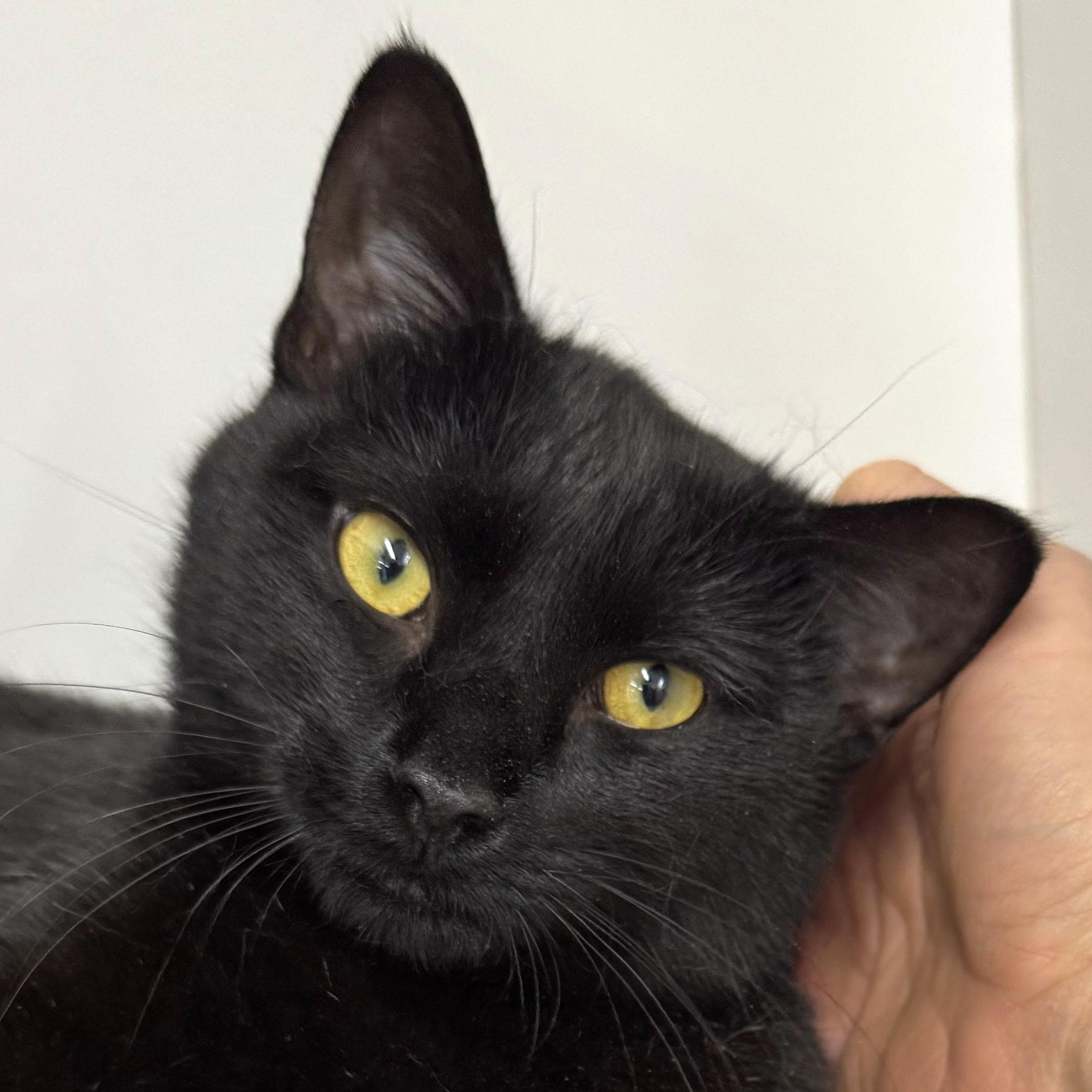 Enlarge Virginia - Meet me at Pet Supplies Plus - Fully sponsored, a Adoptable Domestic Short Hair in Harrisburg, PA image 1/6