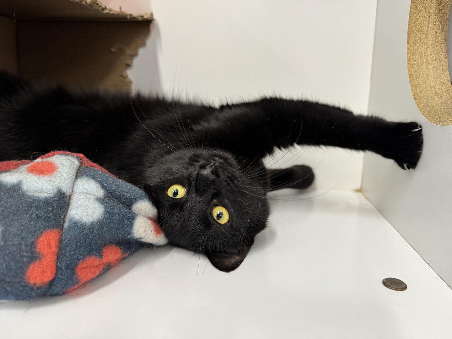 Enlarge Virginia - Meet me at Pet Supplies Plus - Fully sponsored, a Adoptable Domestic Short Hair in Harrisburg, PA image 2/6