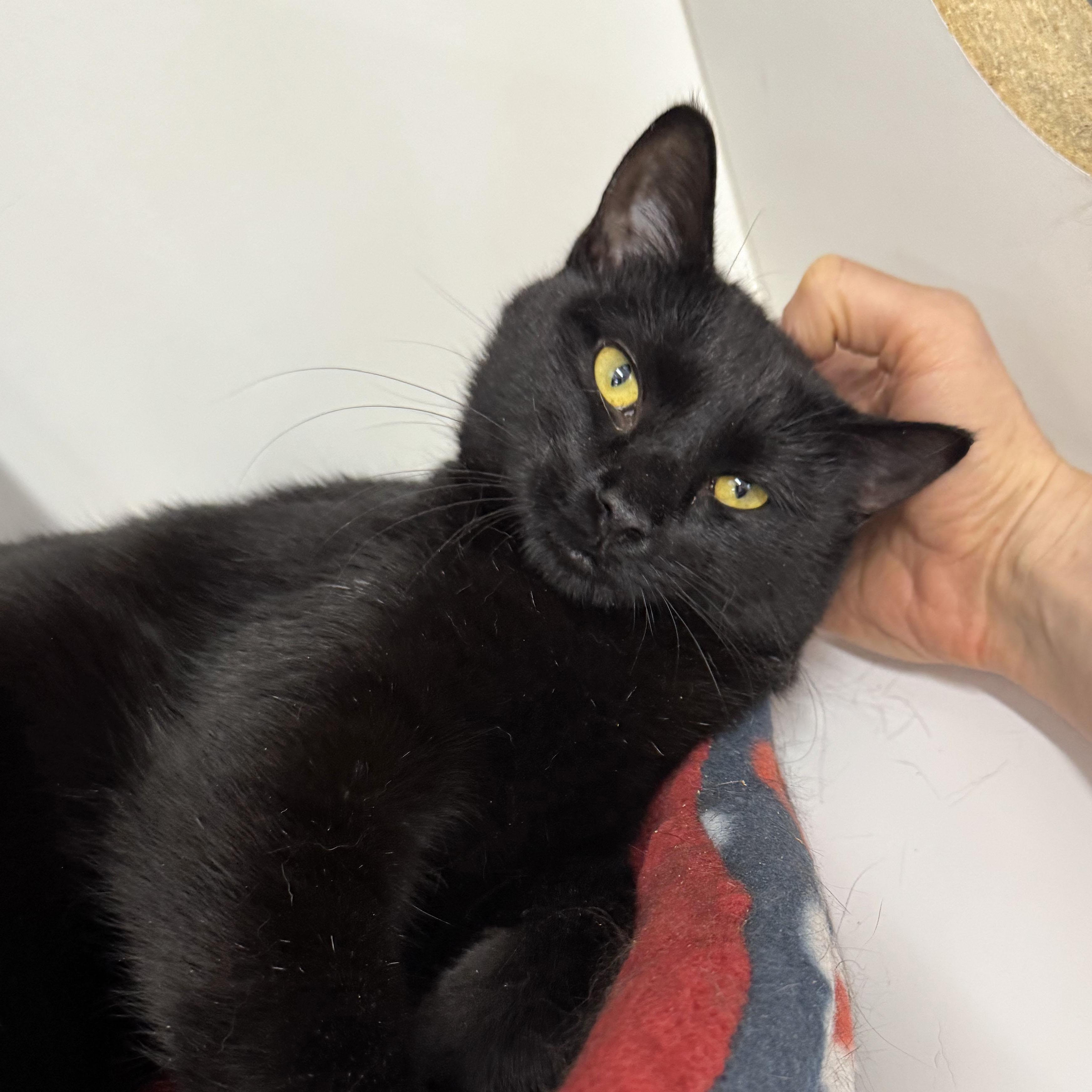 Enlarge Virginia - Meet me at Pet Supplies Plus - Fully sponsored, a Adoptable Domestic Short Hair in Harrisburg, PA image 4/6