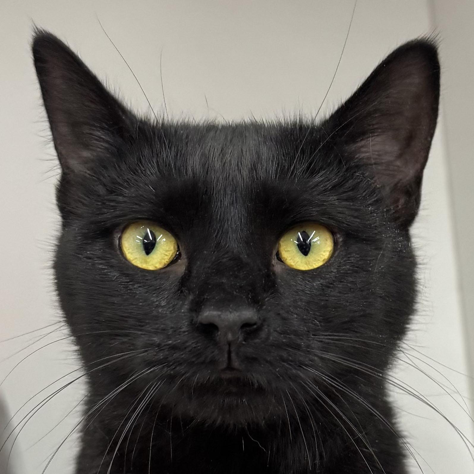 Enlarge Virginia - Meet me at Pet Supplies Plus - Fully sponsored, a Adoptable Domestic Short Hair in Harrisburg, PA image 6/6
