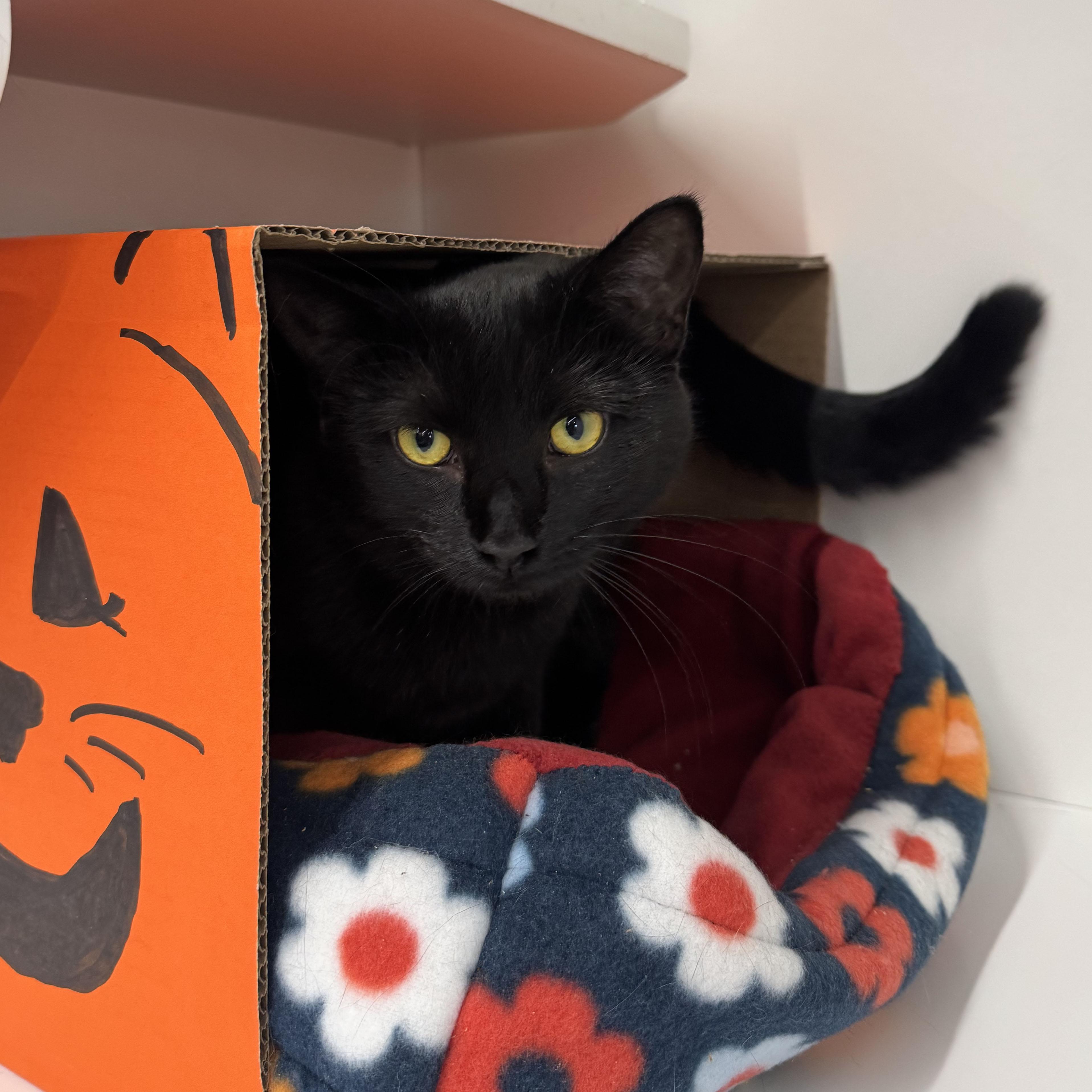 Enlarge Virginia - Meet me at Pet Supplies Plus - Fully sponsored, a Adoptable Domestic Short Hair in Harrisburg, PA image 5/6