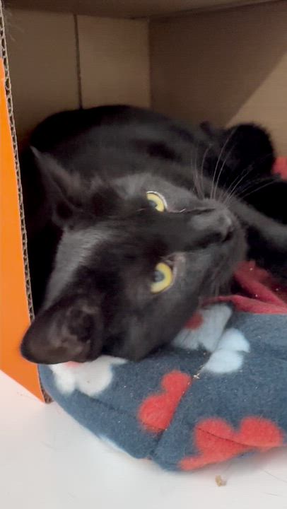 Enlarge Virginia - Meet me at Pet Supplies Plus - Fully sponsored, a Adoptable Domestic Short Hair in Harrisburg, PA video 3/6