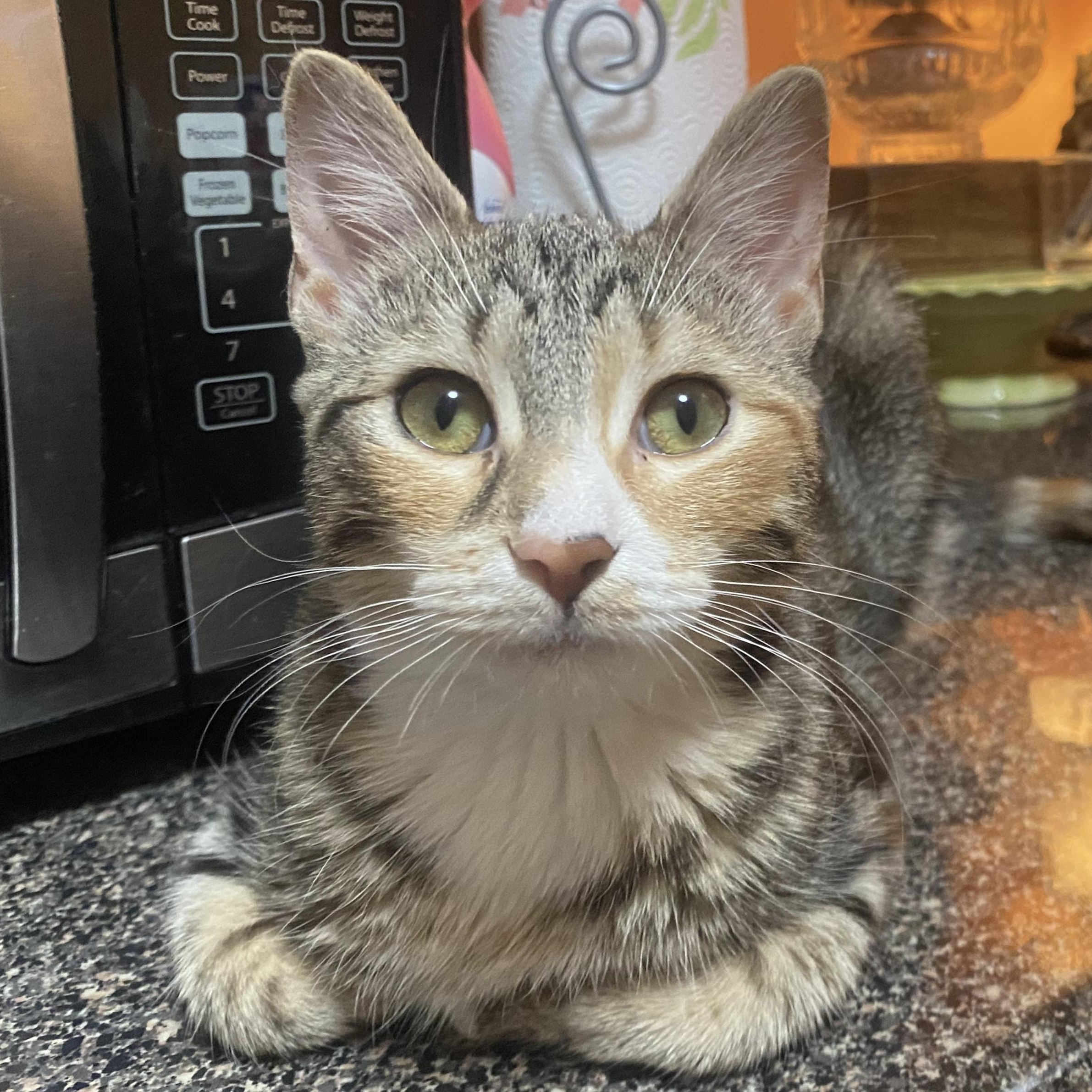 Enlarge Thea, a ADOPTABLE Calico in New York, NY image 1/6