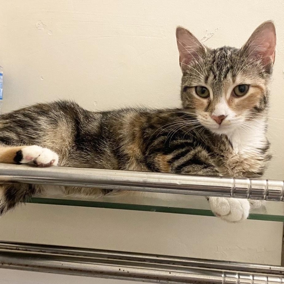 Enlarge Thea, a ADOPTABLE Calico in New York, NY image 2/6