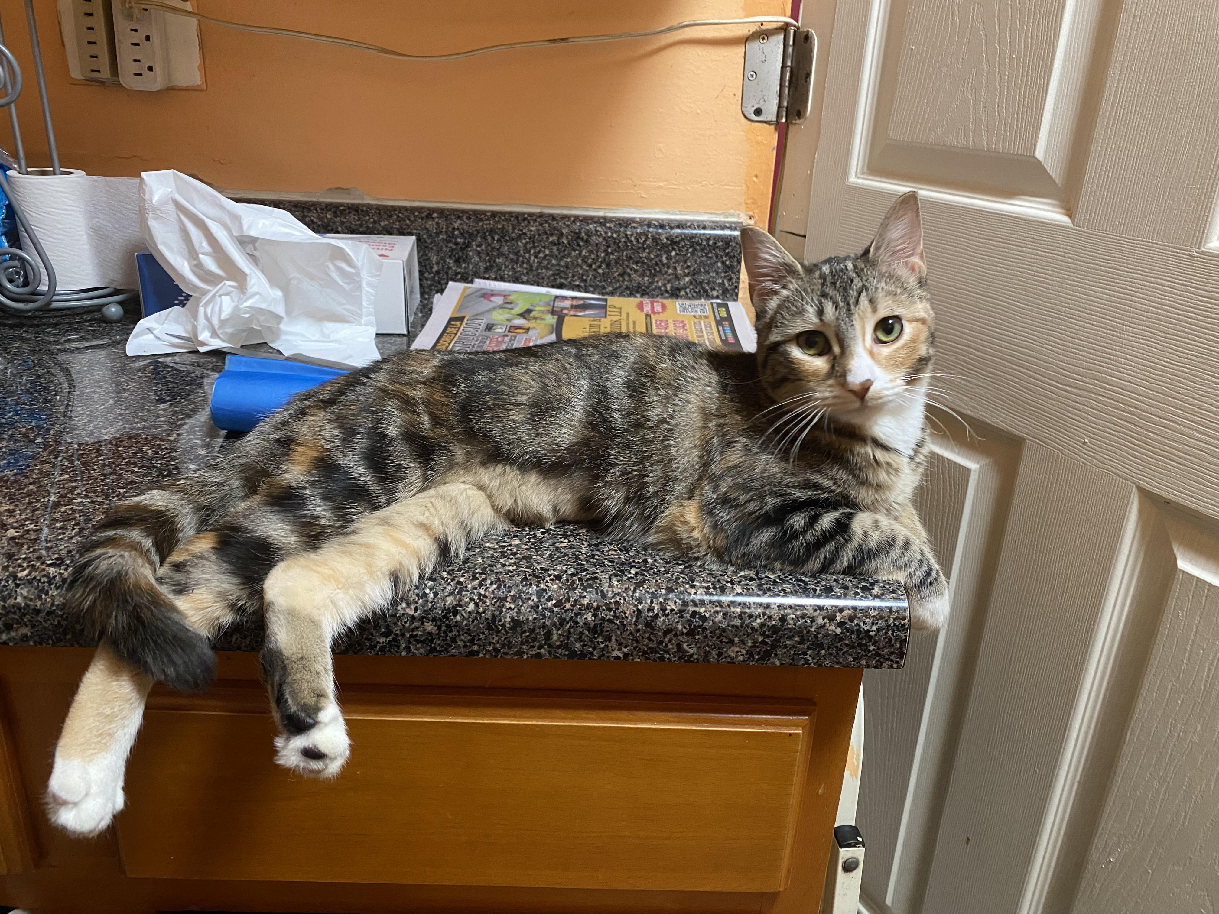 Enlarge Thea, a ADOPTABLE Calico in New York, NY image 4/6