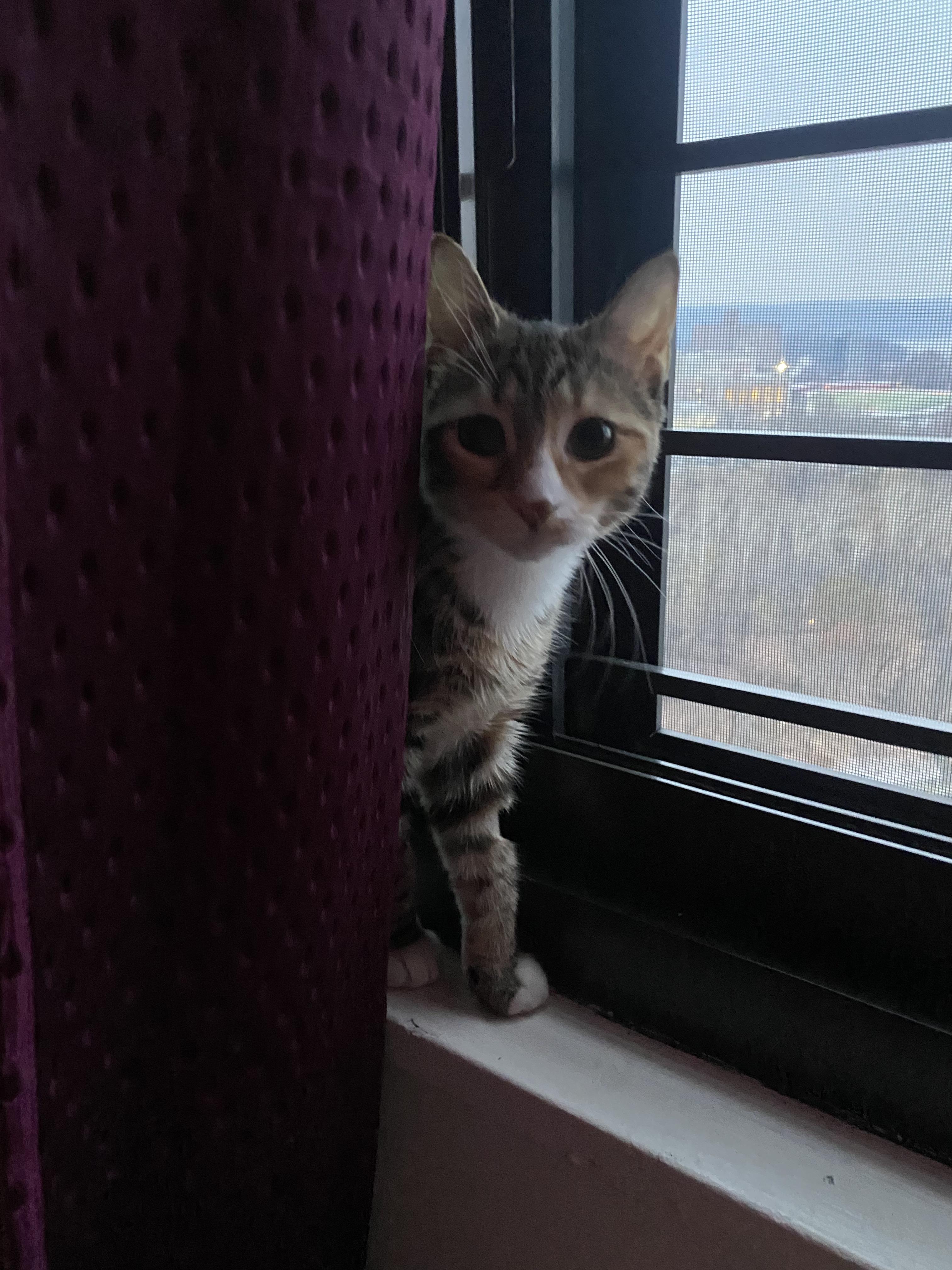 Enlarge Thea, a ADOPTABLE Calico in New York, NY image 6/6