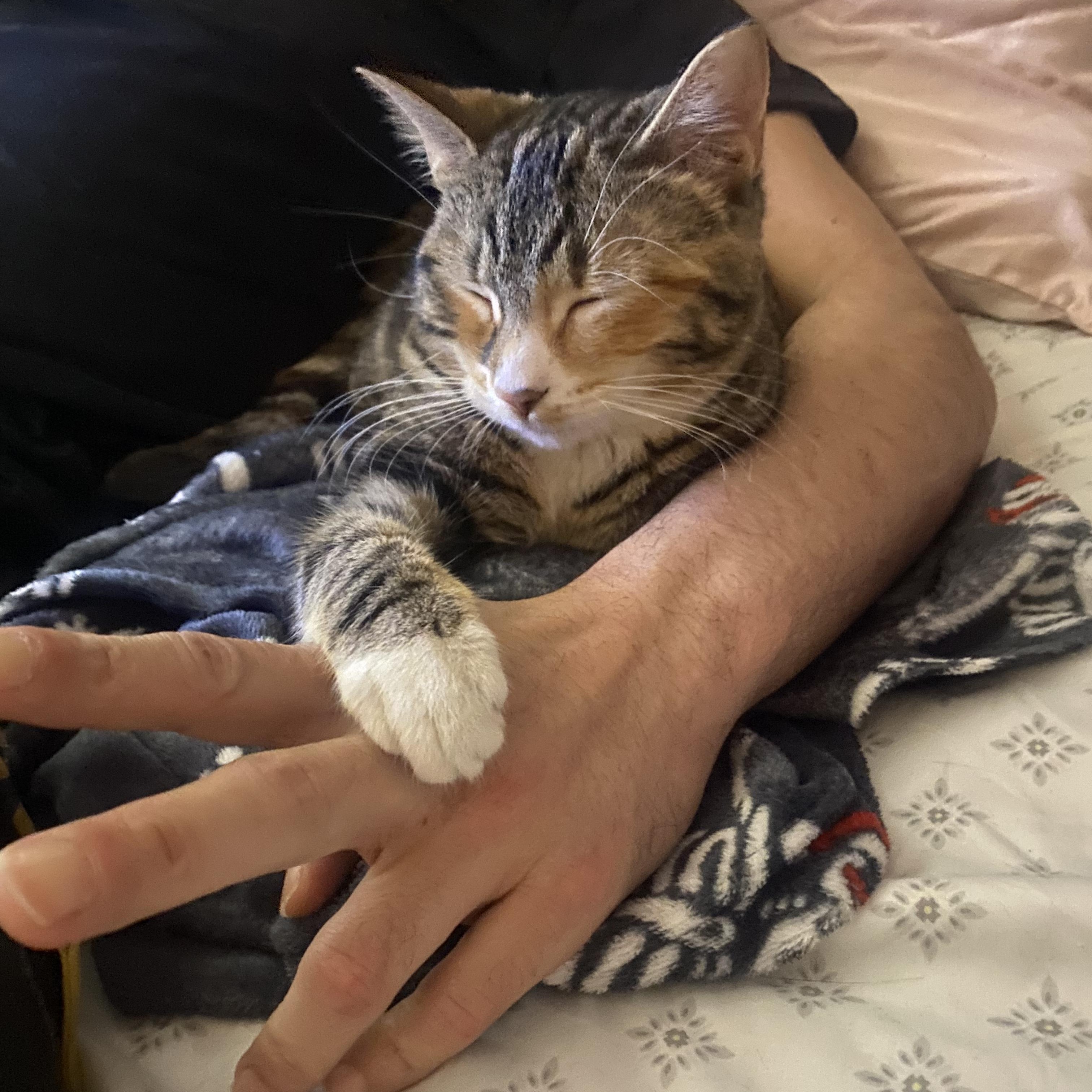 Enlarge Thea, a ADOPTABLE Calico in New York, NY image 3/6