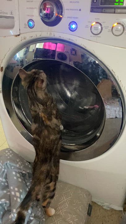 Enlarge Thea, a ADOPTABLE Calico in New York, NY video 5/6