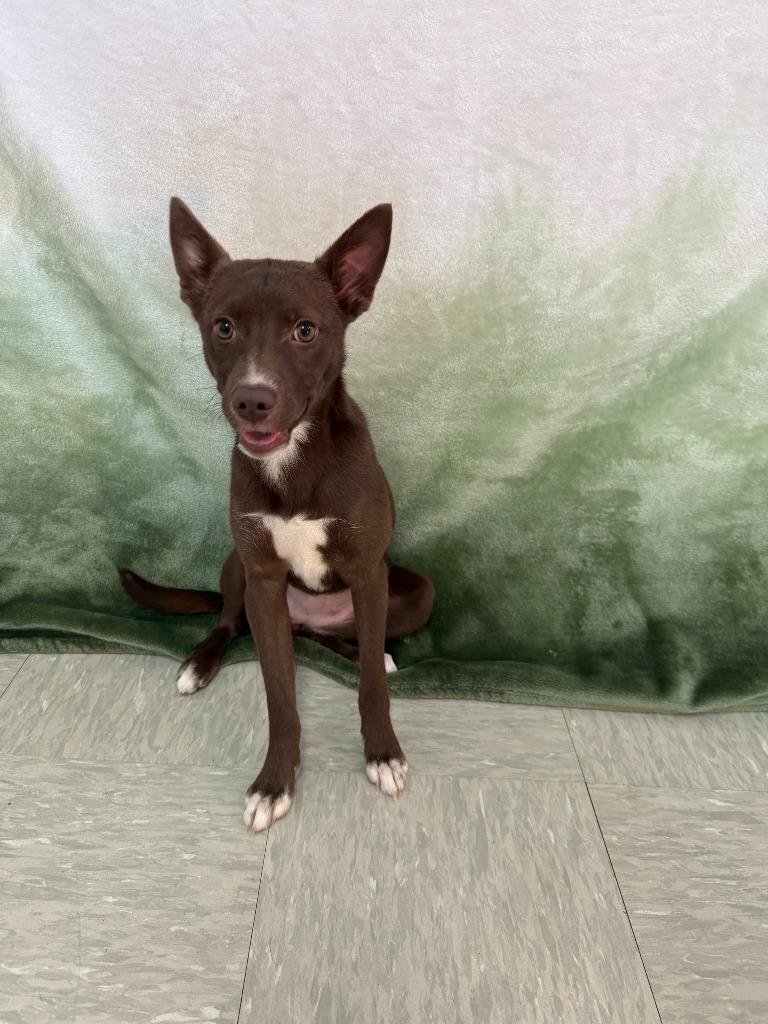 Roo, Adoptable, Puppy Female Border Collie.