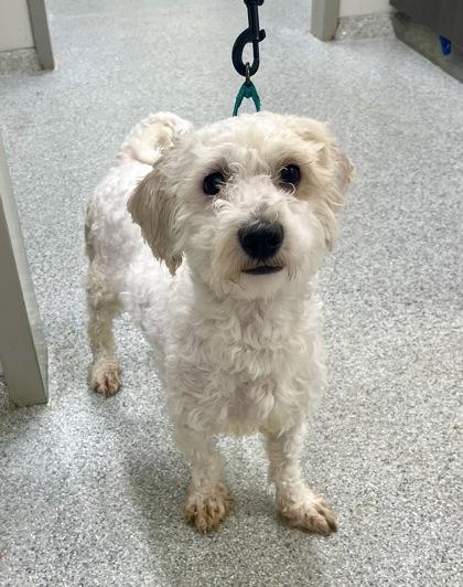 Casper, adopted, Adult Male Bichon Frise & Shih Tzu.