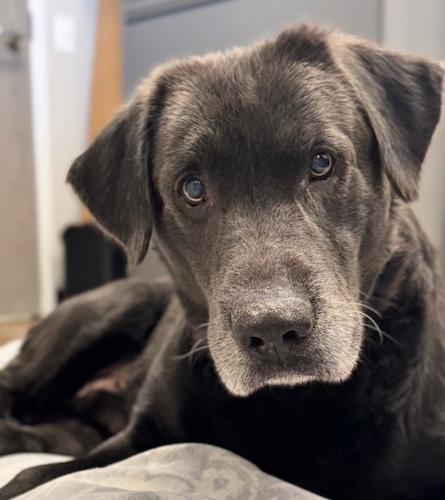 Rebel #14, a ADOPTABLE Black Labrador Retriever in Killingworth, CT image 4/5