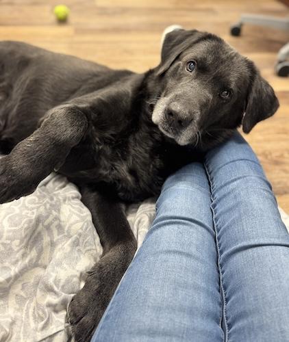 Rebel #14, a ADOPTABLE Black Labrador Retriever in Killingworth, CT image 2/5
