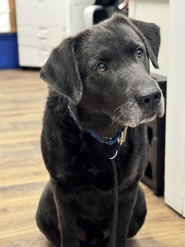 Rebel #14, a ADOPTABLE Black Labrador Retriever in Killingworth, CT image 5/5
