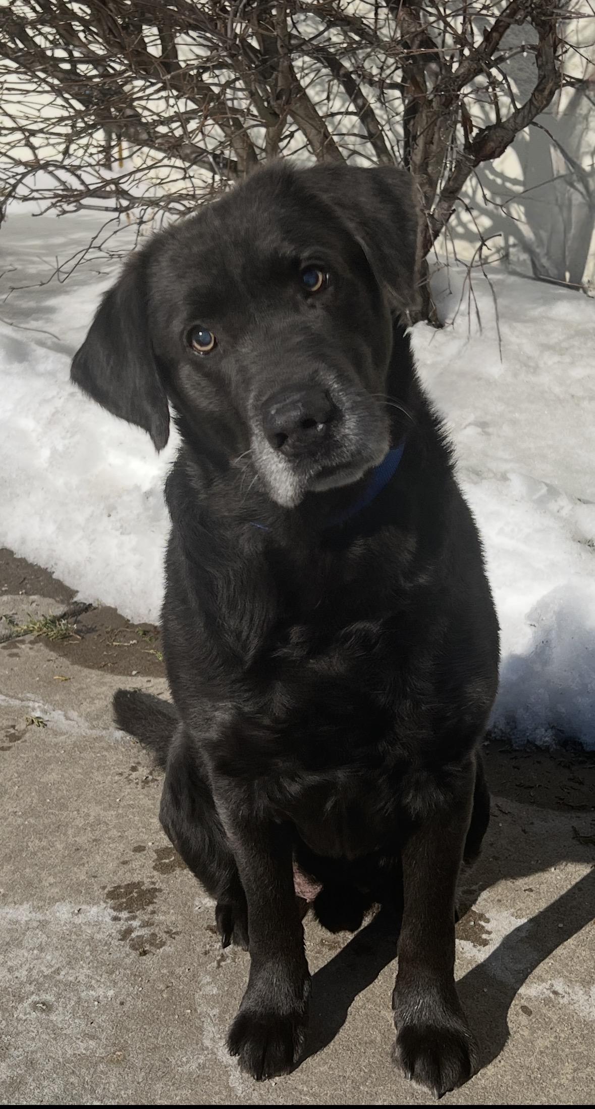 Rebel #14, a ADOPTABLE Black Labrador Retriever in Killingworth, CT image 1/5