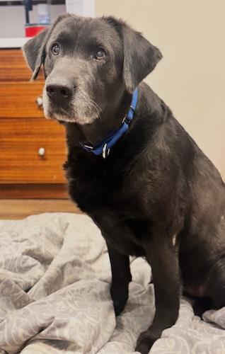 Rebel #14, a ADOPTABLE Black Labrador Retriever in Killingworth, CT image 3/5